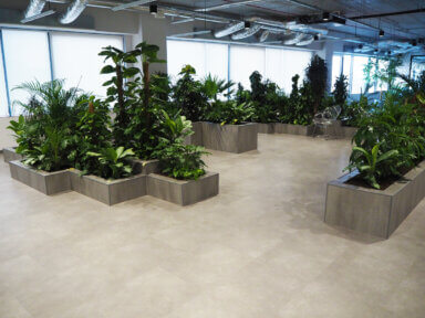 Realizacja Office Plant dla Zabłocie Bussines Park - duże i średnie rośliny: filodendron, zamioculcas, fikus, epipremnum, areca, dracena , aglaonema, schefflera. Realizacja Office Plant w Krakowie - szare donice dla kompozycji dużych, średnich i małych roślin.