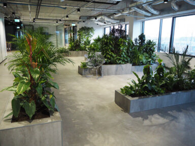 Realizacja Office Plant dla Zabłocie Bussines Park - duże i średnie rośliny: filodendron, zamioculcas, fikus, epipremnum, areca, dracena , aglaonema, schefflera. Realizacja Office Plant w Krakowie - szare donice dla kompozycji dużych, średnich i małych roślin.