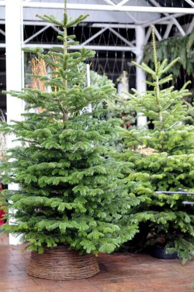 żywa choinka do biura